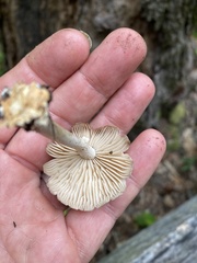 Marasmius nigrodiscus