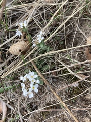 Noccaea fendleri