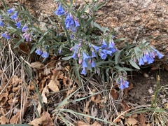 Noccaea fendleri
