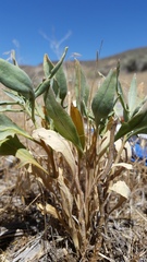 Stanleya pinnata pinnata