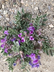 Noccaea fendleri
