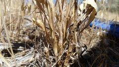 Stanleya pinnata pinnata