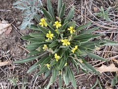 Noccaea fendleri
