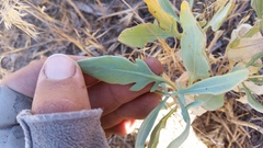 Stanleya pinnata pinnata