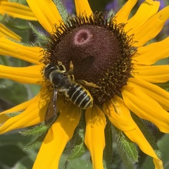 Megachile pugnata