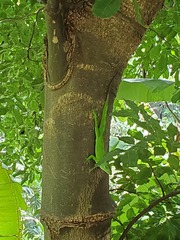 Anolis cuvieri