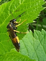 Tenthredo maculata