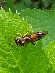 Tenthredo maculata