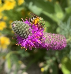 Agapostemon virescens