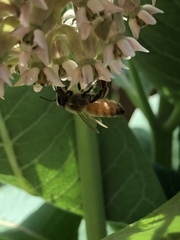 Apis mellifera