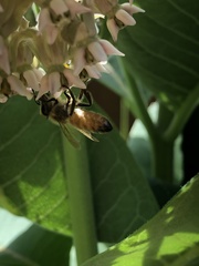 Apis mellifera