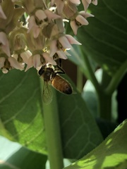 Apis mellifera