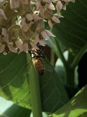Apis mellifera