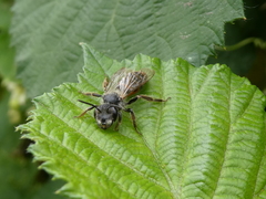 Andrena florea