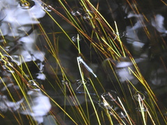 Enallagma doubledayi