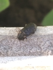 Hadrobregmus pertinax