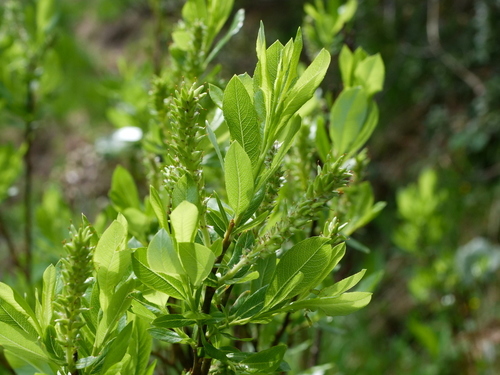 Image of Salix waldsteiniana by (c) Wolfgang Jauch, some rights reserved (CC BY)