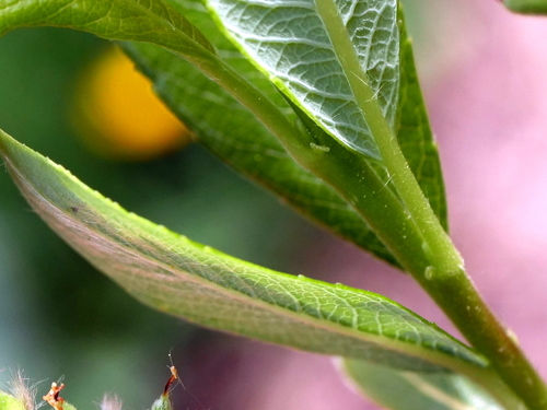Image of Salix waldsteiniana by (c) Wolfgang Jauch, some rights reserved (CC BY)