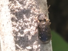 Hadrobregmus pertinax