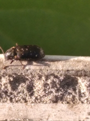 Hadrobregmus pertinax