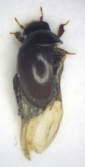 Coleoptera