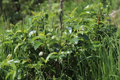 Salix glabra