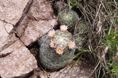 Escobaria chihuahuensis