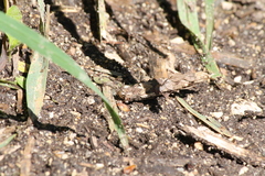 Canephora hirsuta