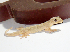 Hemidactylus flaviviridis