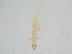 Hemidactylus flaviviridis