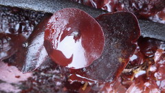 Constantinea simplex