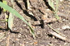 Canephora hirsuta