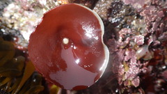 Constantinea simplex