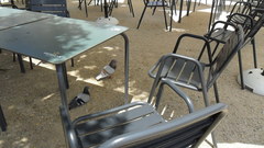 Columba livia domestica