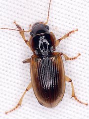 Anisodactylus discoideus