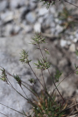 Poa alpina vivipara
