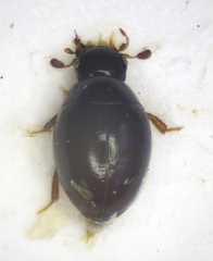 Coleoptera