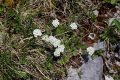 Androsace chamaejasme