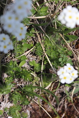 Androsace chamaejasme