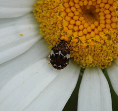 Anthrenus angustefasciatus