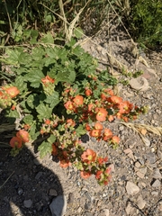 Sphaeralcea munroana
