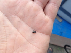 Sehirus luctuosus