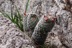 Escobaria chihuahuensis