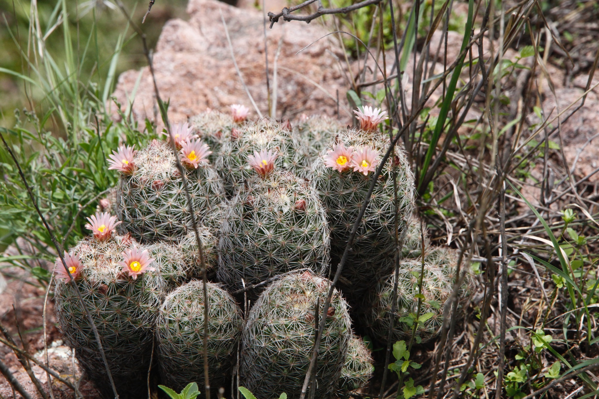 Escobaria chihuahuensis
