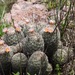 Escobaria chihuahuensis - Photo (c) Ruben Alire,  זכויות יוצרים חלקיות (CC BY-NC), uploaded by Ruben Alire