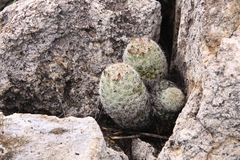 Escobaria chihuahuensis