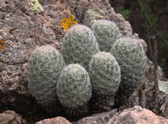 Escobaria chihuahuensis