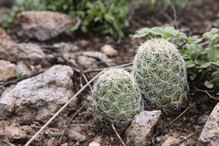 Escobaria chihuahuensis