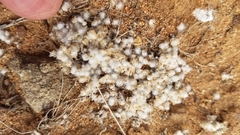 Psilocarphus brevissimus