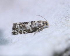 Epinotia tedella
